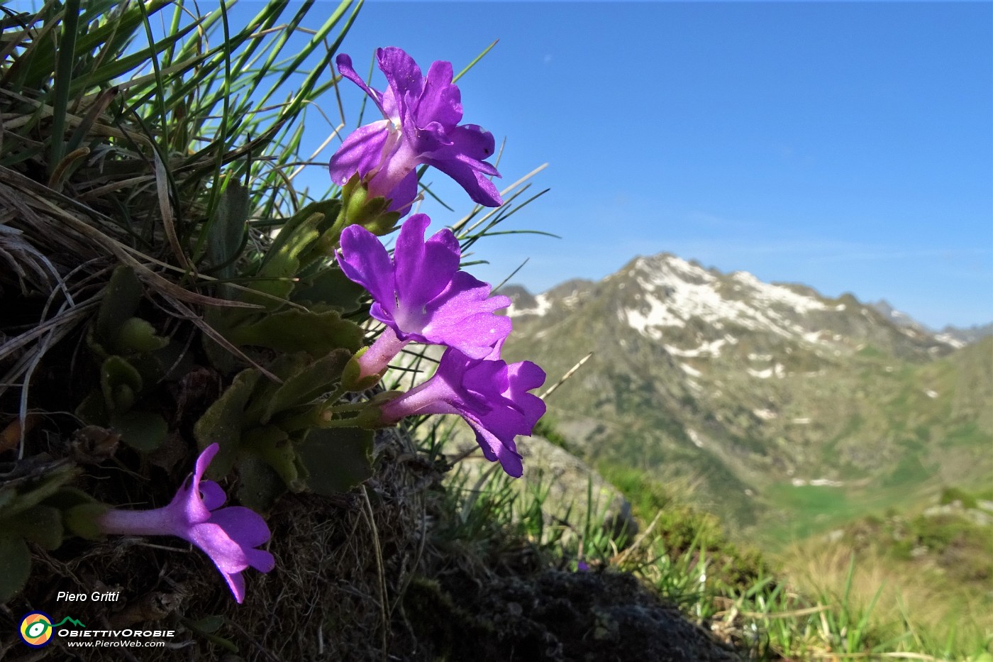 24 Primula irsuta (Prmula hirsuta) con vista verso il Ponteranica.JPG